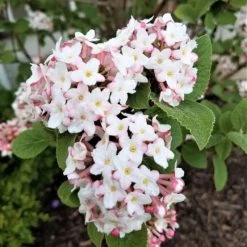Pandy's Garden Center Viburnum - Korean Spice