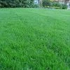 Pandy's Garden Center Lawn & Garden Kentucky Bluegrass Grass Seed