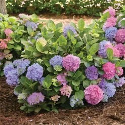 Pandy's Garden Center Hydrangea LA Dreamin' #3