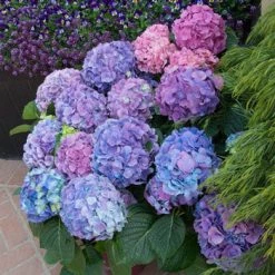 Pandy's Garden Center Hydrangea LA Dreamin' #3