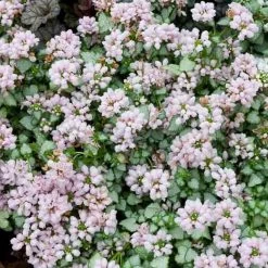Pandy's Garden Center Perennials Lamium 'Pink Pewter' Dead Nettle