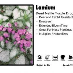 Pandy's Garden Center Perennials Lamium ‘Purple Dragon’ Dead Nettle