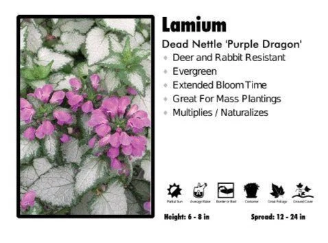 Pandy's Garden Center Perennials Lamium ‘Purple Dragon’ Dead Nettle 3 Pandy's Garden Center Perennials Lamium ‘Purple Dragon’ Dead Nettle
