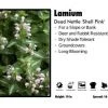 Pandy's Garden Center Lamium ‘Shell Pink’ Dead Nettle 1 Pandy's Garden Center Lamium ‘Shell Pink’ Dead Nettle