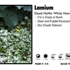 Pandy's Garden Center Perennials Lamium ‘White Nancy’ Dead Nettle