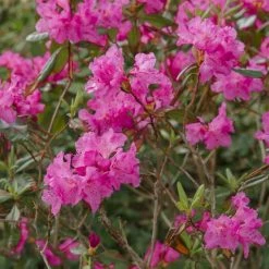 Pandy's Garden Center Nursery Rhododendron Landmark Red - #3