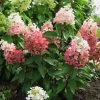 Pandy's Garden Center Nursery Hydrangea Flare