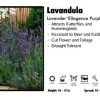 Pandy's Garden Center Perennials Lavandula 'Angustifolia Ellagance Purple' Lavender 1 Pandy's Garden Center Perennials Lavandula 'Angustifolia Ellagance Purple' Lavender