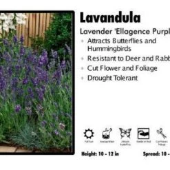 Pandy's Garden Center Perennials Lavandula 'Angustifolia Ellagance Purple' Lavender