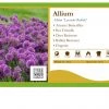 Pandy's Garden Center Allium 'Lavender Bubbles' Perennials 1 Pandy's Garden Center Allium 'Lavender Bubbles' Perennials