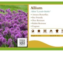 Pandy's Garden Center Allium 'Lavender Bubbles' Perennials