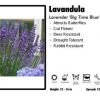 Pandy's Garden Center Lavandula 'Angustifolia Big Time Blue’ Lavender Perennials