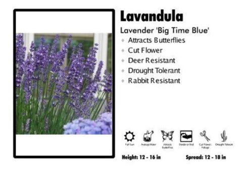 Pandy's Garden Center Lavandula 'Angustifolia Big Time Blue’ Lavender Perennials 3 Pandy's Garden Center Lavandula 'Angustifolia Big Time Blue’ Lavender Perennials