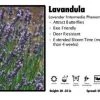 Pandy's Garden Center Lavandula ‘Intermedia Phenomenal’ Lavender Perennials