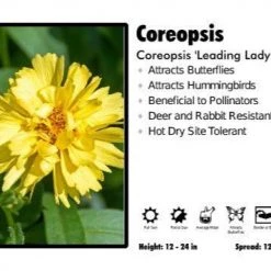 Pandy's Garden Center Perennials Coreopsis 'Loading Lady' Tickseed
