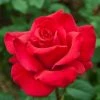 Weeks Roses Rose - Let Freedom Ring Hybrid Tea Red