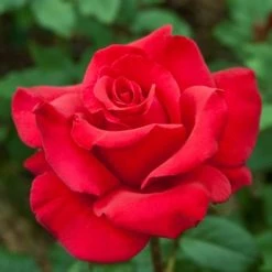 Weeks Roses Rose - Let Freedom Ring Hybrid Tea Red
