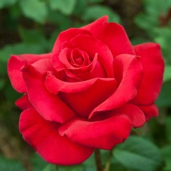 Weeks Roses Rose - Let Freedom Ring Hybrid Tea Red 3 Weeks Roses Rose - Let Freedom Ring Hybrid Tea Red