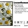 Pandy's Garden Center Perennials Leucanthemum 'Snowcap’ Daisy