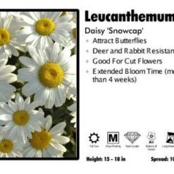 Pandy's Garden Center Perennials Leucanthemum 'Snowcap’ Daisy