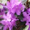 Pandy's Garden Center Azalea - Dwarf Lilac Hino Nursery