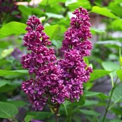 Pandy's Garden Center Lilac Monge Deep Purple French Nursery