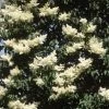 Walker Japanese Lilac - Summer Storm Nursery