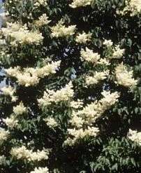 Walker Japanese Lilac - Summer Storm Nursery