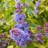 Pandy's Garden Center Lilac Variegated Leaf Blue Flower Nursery