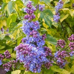 Pandy's Garden Center Lilac Variegated Leaf Blue Flower Nursery