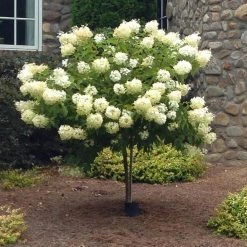 Pandy's Garden Center Hydrangea Limelight Tree Form