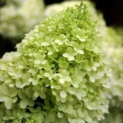 Pandy's Garden Center Hydrangea - Limelight