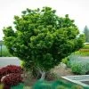 Pandy's Garden Center Nursery Japanese Maple - Lionshead Dwarf