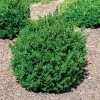 Pandy's Garden Center Boxwood - Little Missy #3