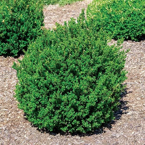 Pandy's Garden Center Boxwood - Little Missy #3 3 Pandy's Garden Center Boxwood - Little Missy #3
