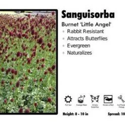 Pandy's Garden Center Sanguisorba 'Little Angel' Burnet
