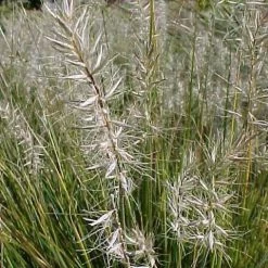 Pandy's Garden Center Fountain Grass Little Bunny #2 Grasses