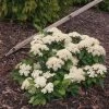Pandy's Garden Center Viburnum Little Ditty E7 !