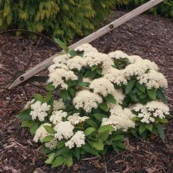 Pandy's Garden Center Viburnum Little Ditty E7 !