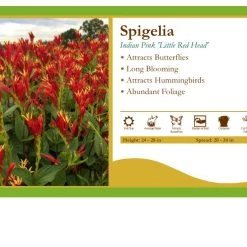 Pandy's Garden Center Perennials Spigelia 'Little Redhead' Indian Pink