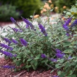 Pandy's Garden Center Butterfly Bush - Lo And Behold Blue Chip Jr Nursery