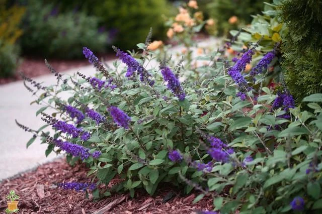 Pandy's Garden Center Butterfly Bush - Lo And Behold Blue Chip Jr Nursery 3 Pandy's Garden Center Butterfly Bush - Lo And Behold Blue Chip Jr Nursery