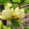 Willoway Nursery Magnolia - Sunsation