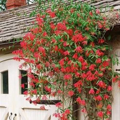 Pandy's Garden Center Nursery Lonicera Sempervirens Major Wheeler Honeysuckle