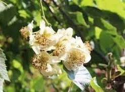 Pandy's Garden Center Kiwi Male