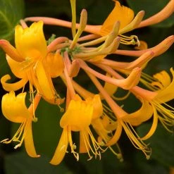 Pandy's Garden Center Nursery Honeysuckle Mandarin
