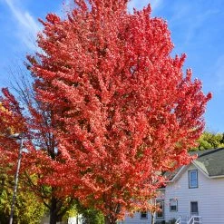 Pandy's Garden Center Maple - Celebration Red/Silver #7