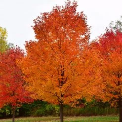 Pandy's Garden Center Maple - Commemoration Sugar Nursery