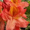 Pandy's Garden Center Azalea - Mary Poppins Nursery