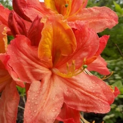 Pandy's Garden Center Azalea - Mary Poppins Nursery